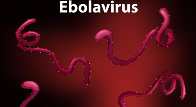 WHO Risiko Wabah Ebola Tinggi di Tingkat Regional, Rendah secara Global