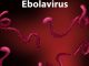 WHO Risiko Wabah Ebola Tinggi di Tingkat Regional, Rendah secara Global