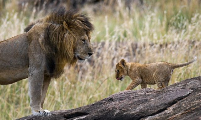 00-lion-and-cub.jpg