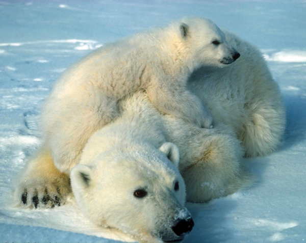 Polar-bears.jpg